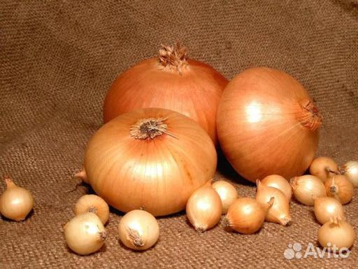 Лук севок