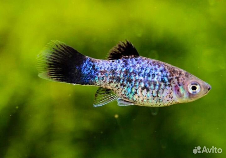 Аквариумные рыбки