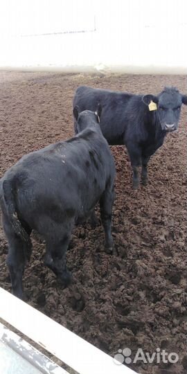 Тёлки, бычки, коровы абердин-ангусской породы