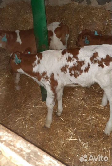 Бычки на откорм