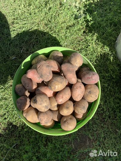 Продам картофель