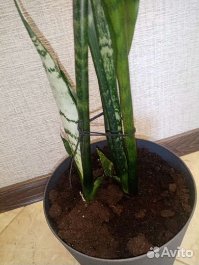 Сансевиерия