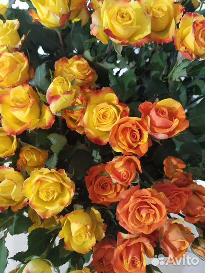 Цветы розы букет