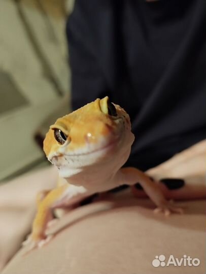 Эублефар гипо танжерин