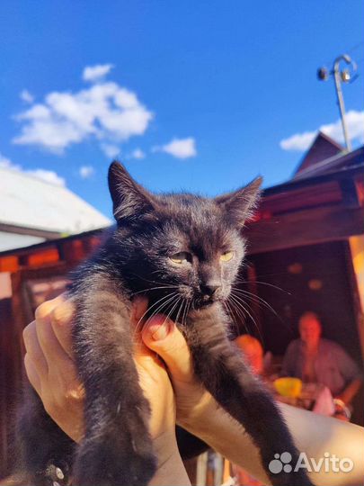 Кошка в дар бесплатно