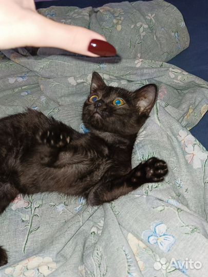 Котик домашний
