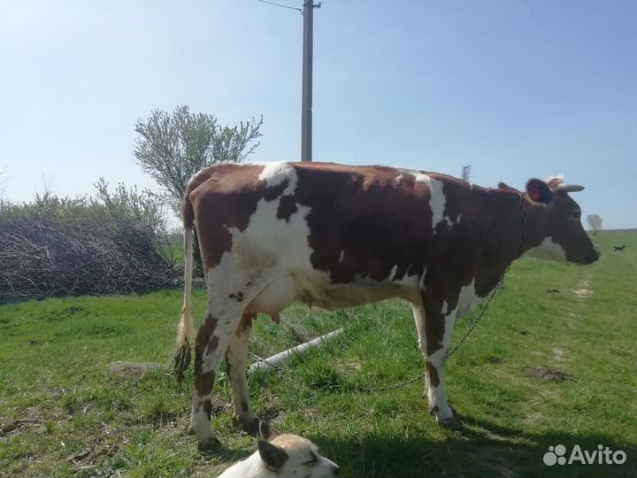 Коровы и телки