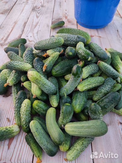 Огурцы свежие домашние