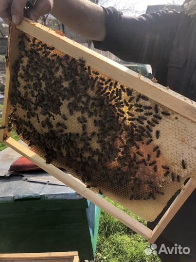 Пчелы и улья