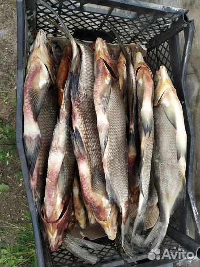 Вяленая рыба