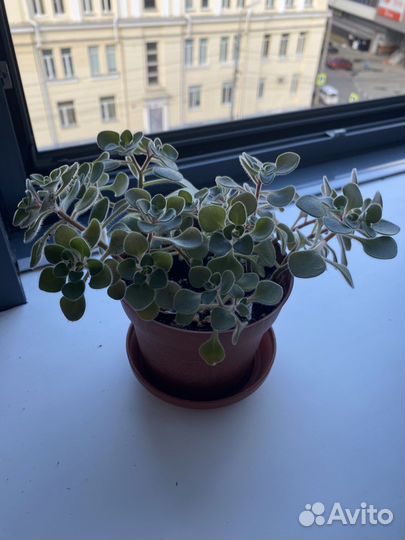 Аихризон дерево любви