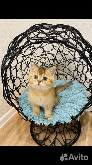 Котики мальчики