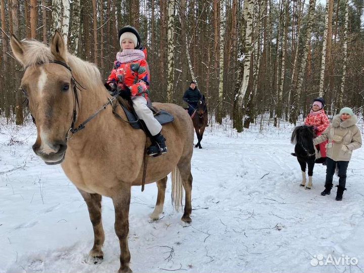 Конные прогулки