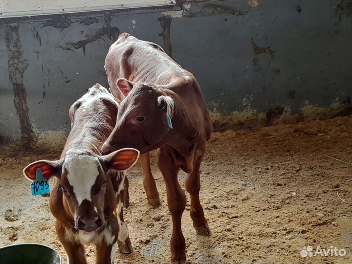 Бычки и быки