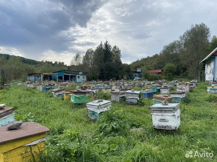 Пчелосемьи, пасека, пчелы