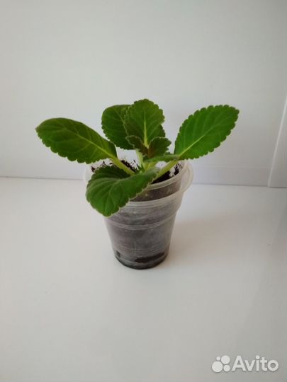 Детка махровой глоксинии