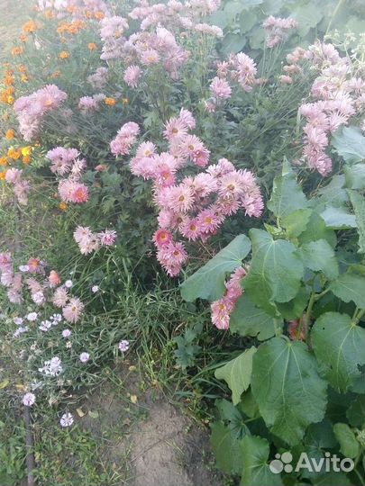 Хризантема корейская