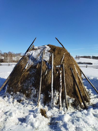Продам сено