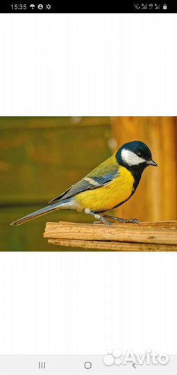 Чижи щеглы певчие птицы