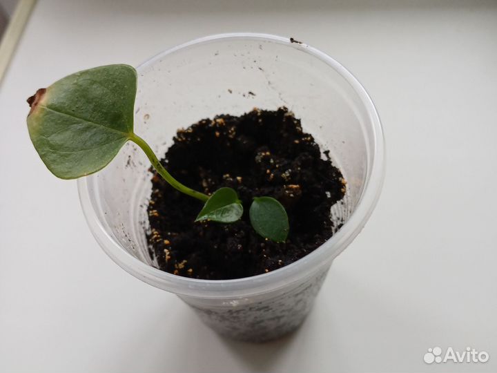 Антуриум красный(Мужское счастье)