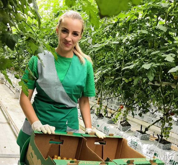 Москва Вахта 15/15, 20/15 - Сборщик помидоров