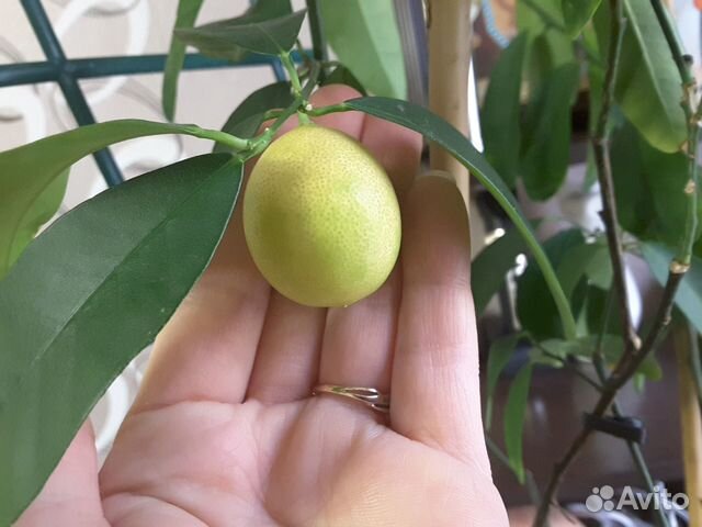 Черенки лаймквата, для прививки или укоронения купить в Барнауле ...