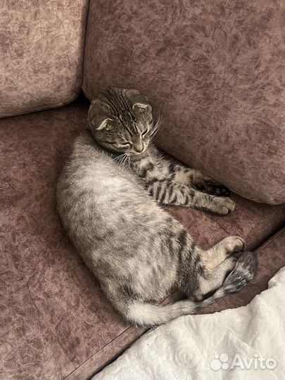 Кот в добрые руки