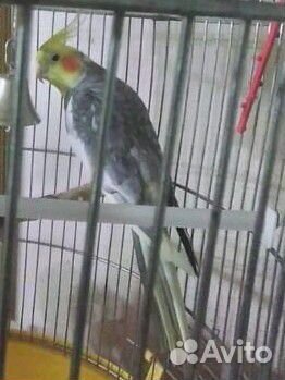 Молодой говорящий попугай корелла с клеткой