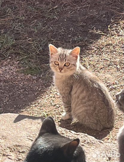 Котенок девочка 3 месяца