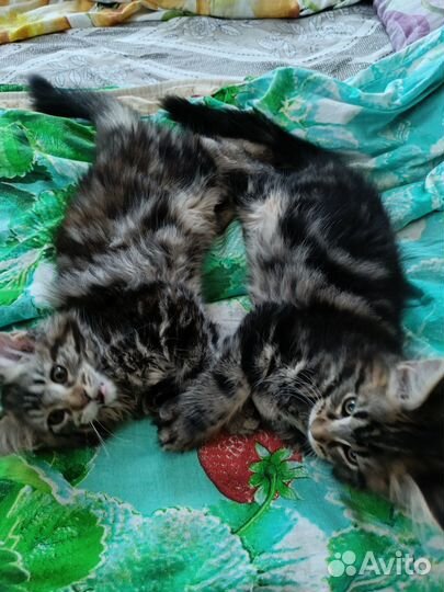 Продаются котята