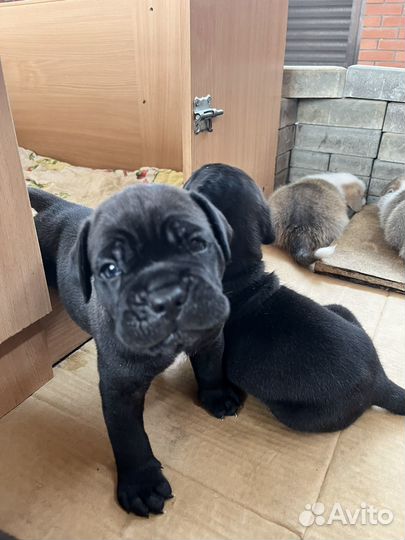 Щенки кане Корсо