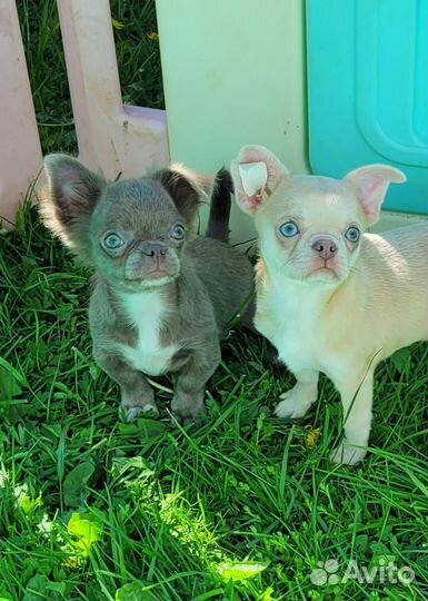 Девочки чихуа