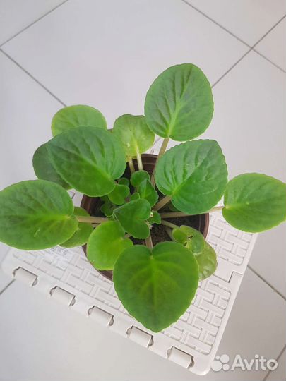 Фиалка в горшках