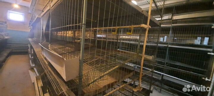 Клетки для кур