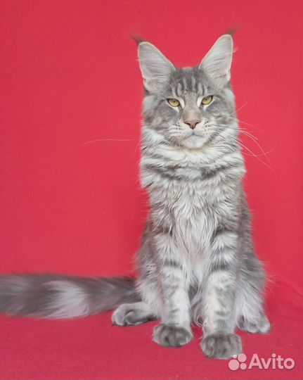 Кот мейн-кун