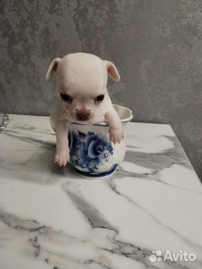 Чихуахуа мини