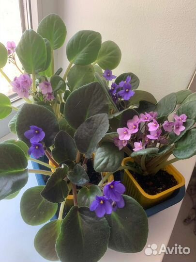 Комнатные цветы фиалки