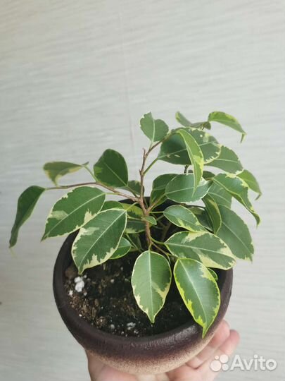 Фикус бенджамина Кинки