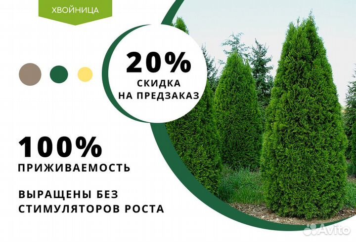 Туи Ростовка большая 8 м