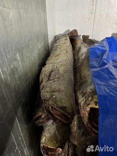 Лещ цимлянский