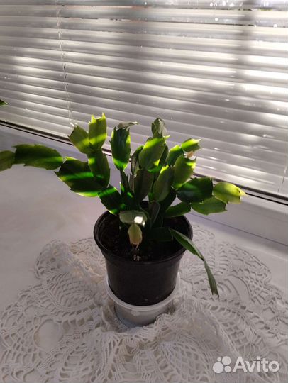 Дендробиум