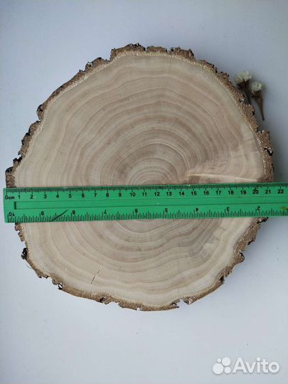 Спилы березы