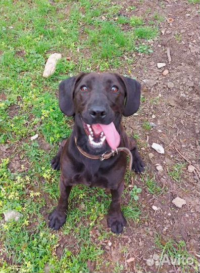 Маленькая собачка Шоколадка