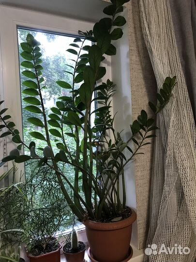 Зимиокулькас