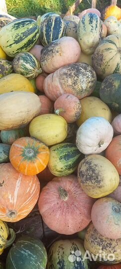 Тыква,морковь