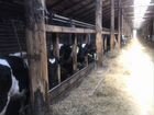 Молочная ферма крс на 100 коров,земля 2000 га