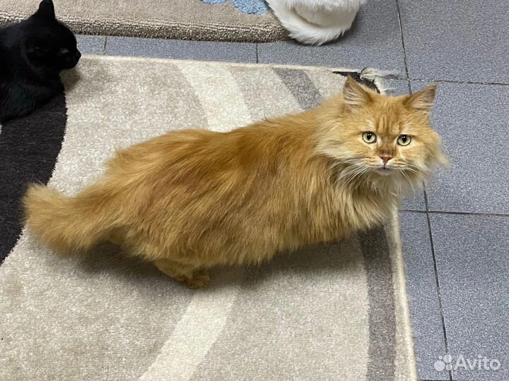 Кот бесплатно в добрые руки
