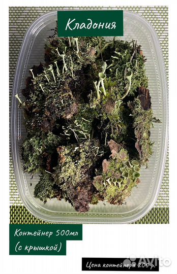 1.Кладония (лишайник)