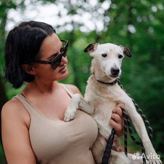 Парсон Рассел терьер маленькая собака добрые руки