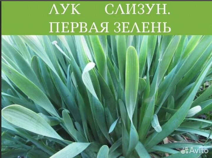 Луки многолетние